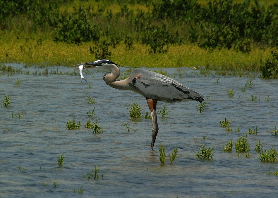 heron-15.jpg   (950x678)   193 Kb                                    Click to display next picture