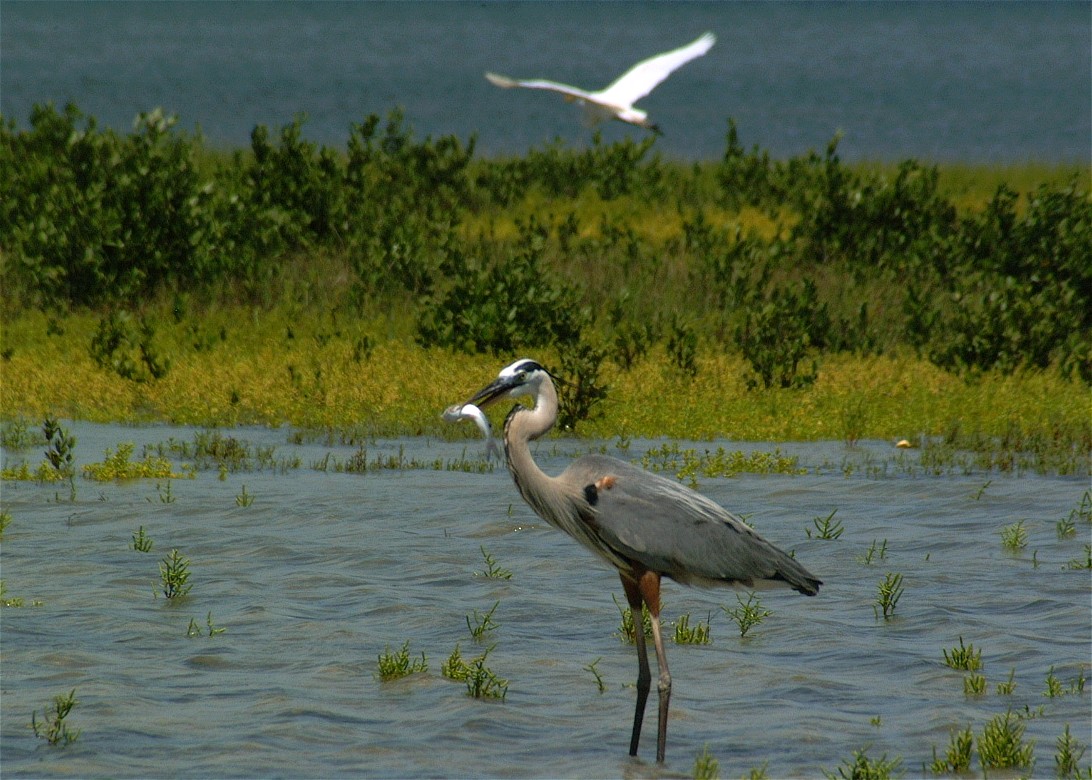 heron-16.jpg   (1092x780)   241 Kb                                    Click to display next picture