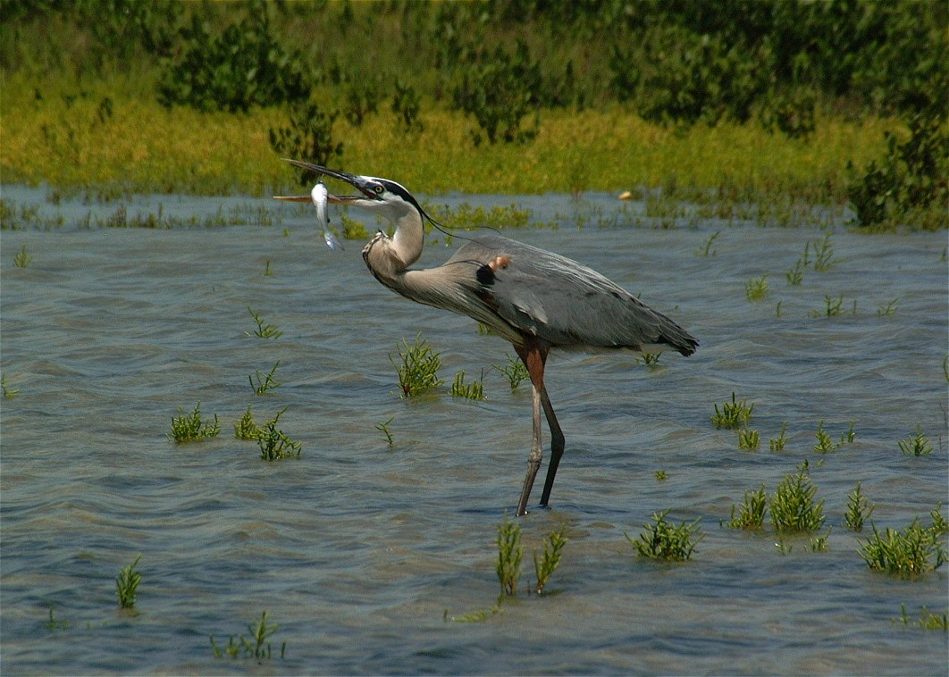 heron-17.jpg   (1062x758)   227 Kb                                    Click to display next picture