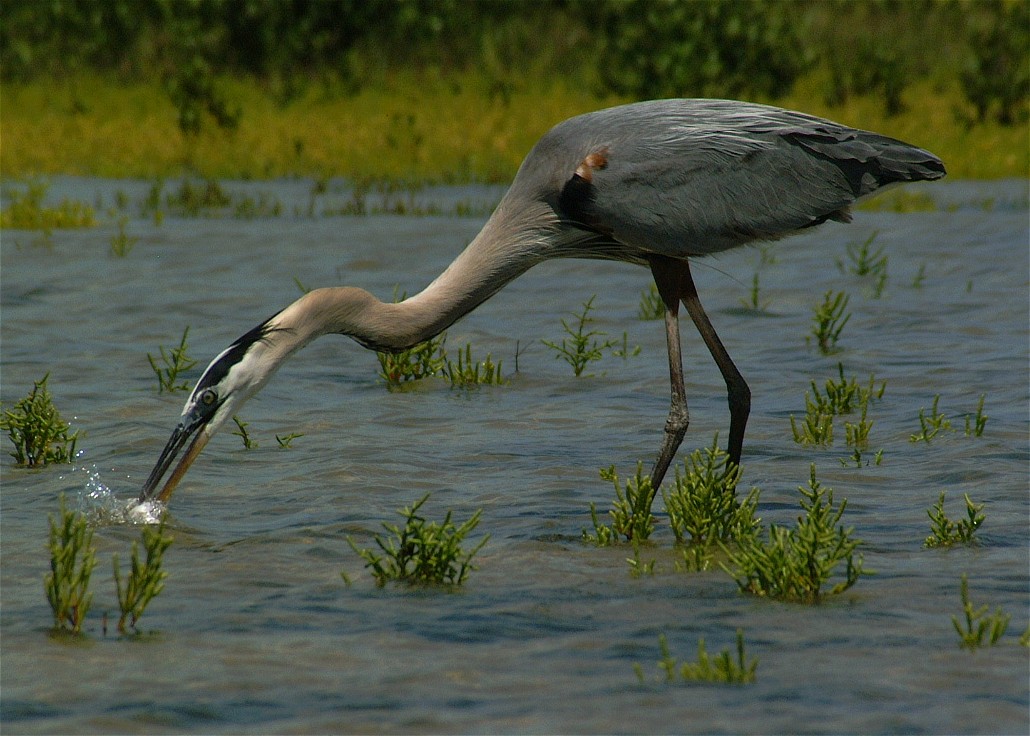 heron-18.jpg   (1030x736)   196 Kb                                    Click to display next picture