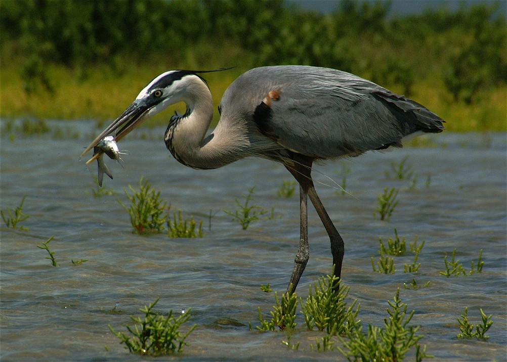 heron-19.jpg   (1002x716)   195 Kb                                    Click to display next picture