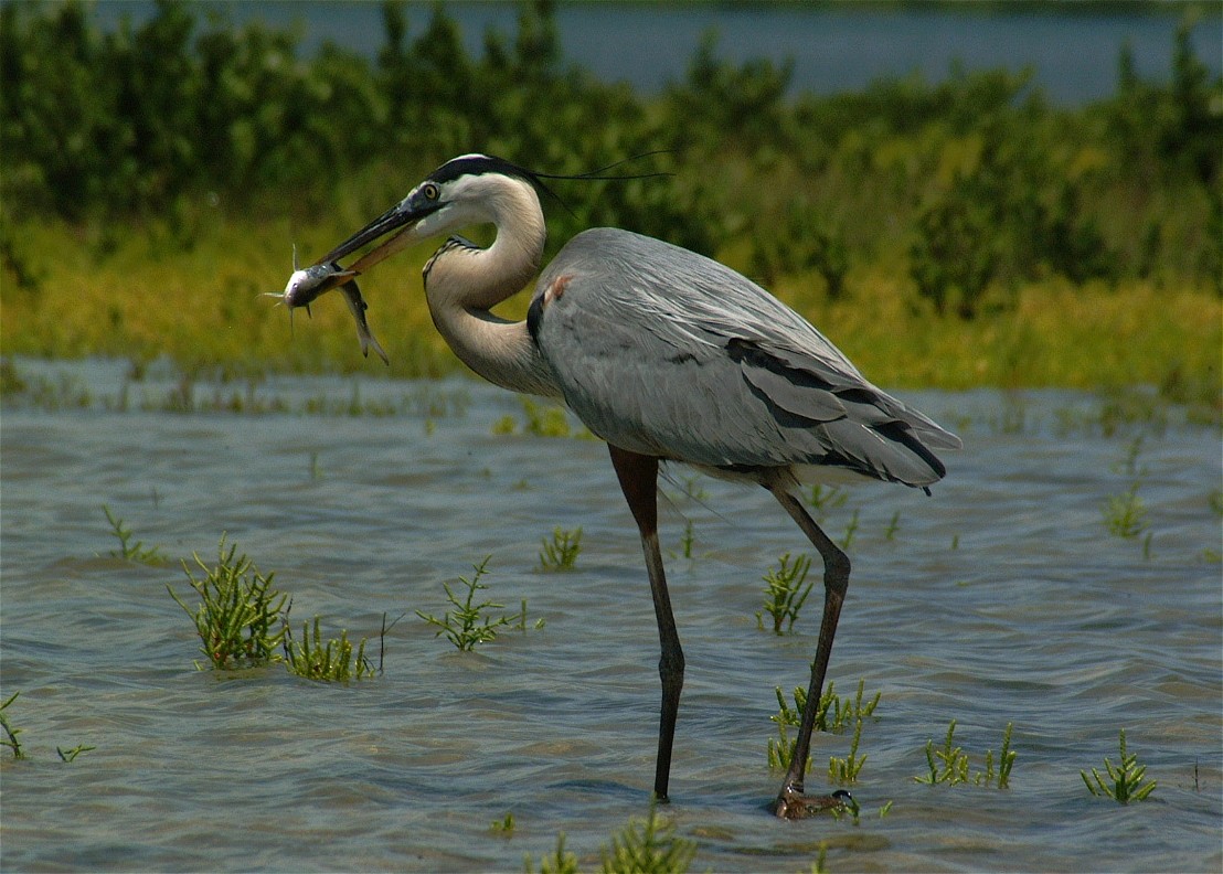 heron-20.jpg   (1108x792)   229 Kb                                    Click to display next picture