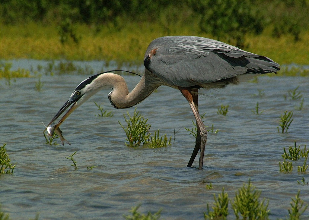 heron-21.jpg   (1024x730)   207 Kb                                    Click to display next picture