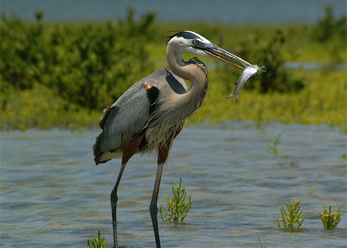 heron-22.jpg   (1110x794)   220 Kb                                    Click to display next picture