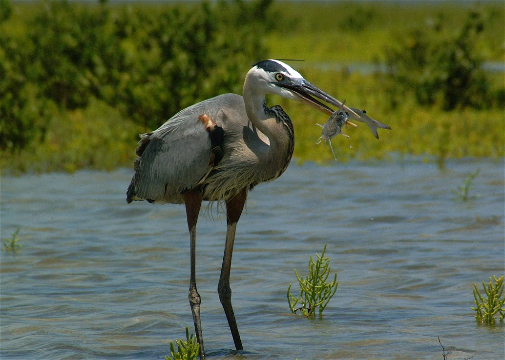 heron-23.jpg   (1034x738)   201 Kb                                    Click to display next picture