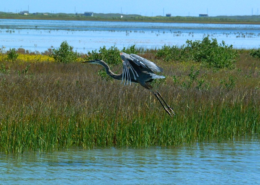 heron-24.jpg   (842x600)   180 Kb                                    Click to display next picture