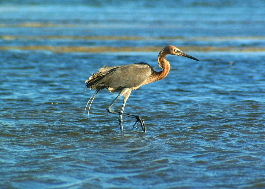 heron-25.jpg   (920x656)   187 Kb                                    Click to display next picture