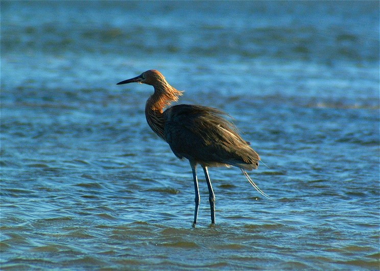 heron-26.jpg   (744x532)   121 Kb                                    Click to display next picture