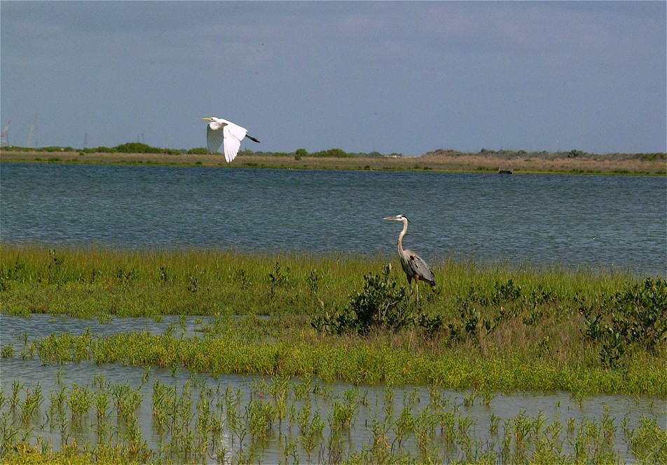 heron-egret-01.jpg   (952x664)   214 Kb                                    Click to display next picture