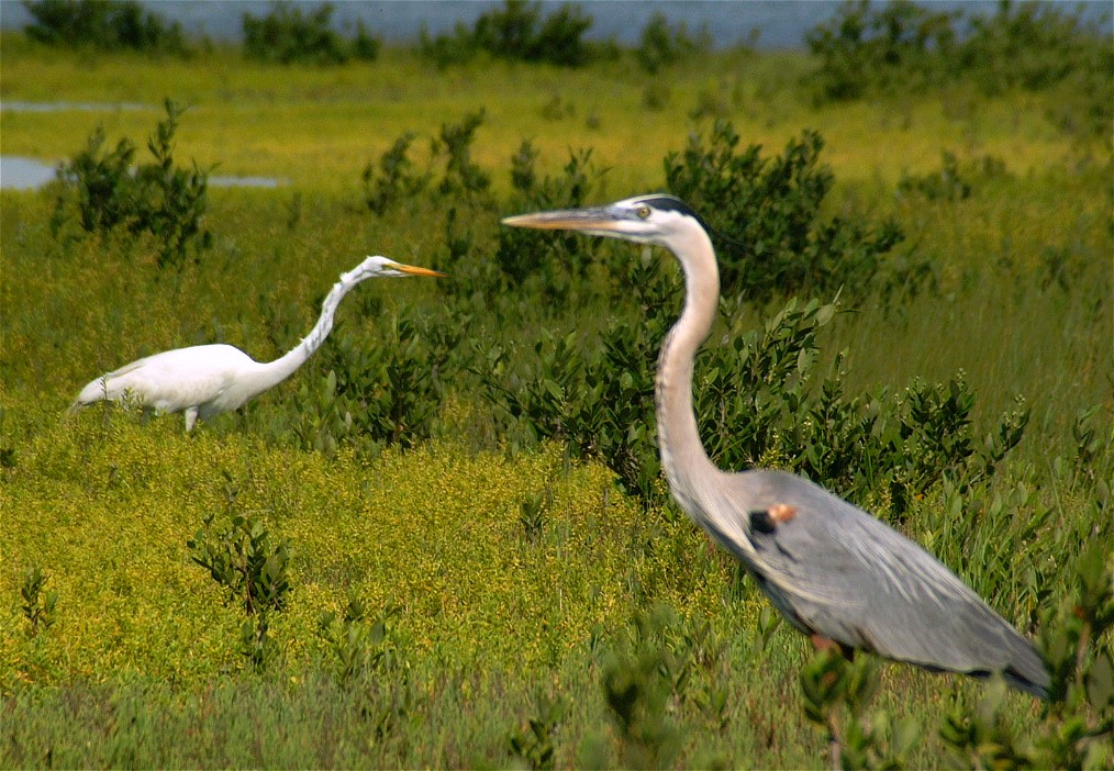 heron-egret-02.jpg   (1014x702)   252 Kb                                    Click to display next picture