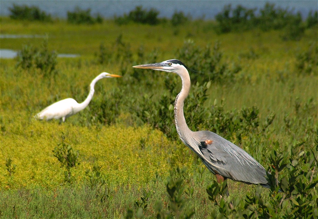 heron-egret-03.jpg   (1084x748)   264 Kb                                    Click to display next picture