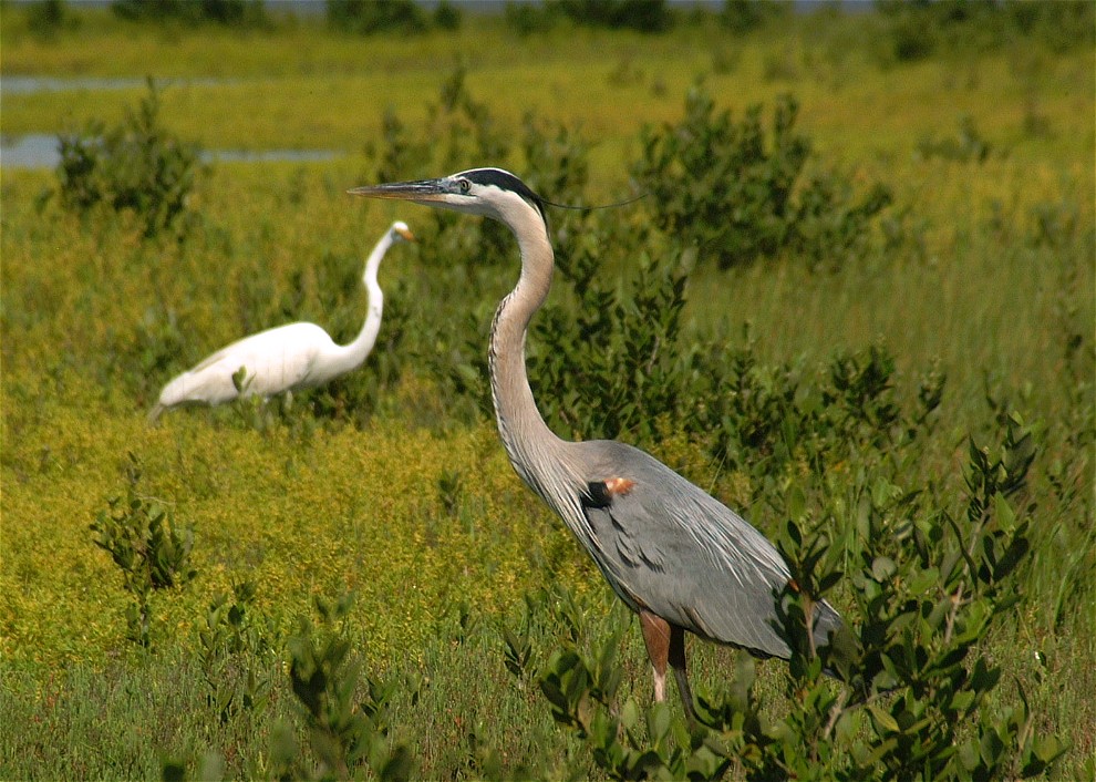 heron-egret-04.jpg   (990x706)   231 Kb                                    Click to display next picture