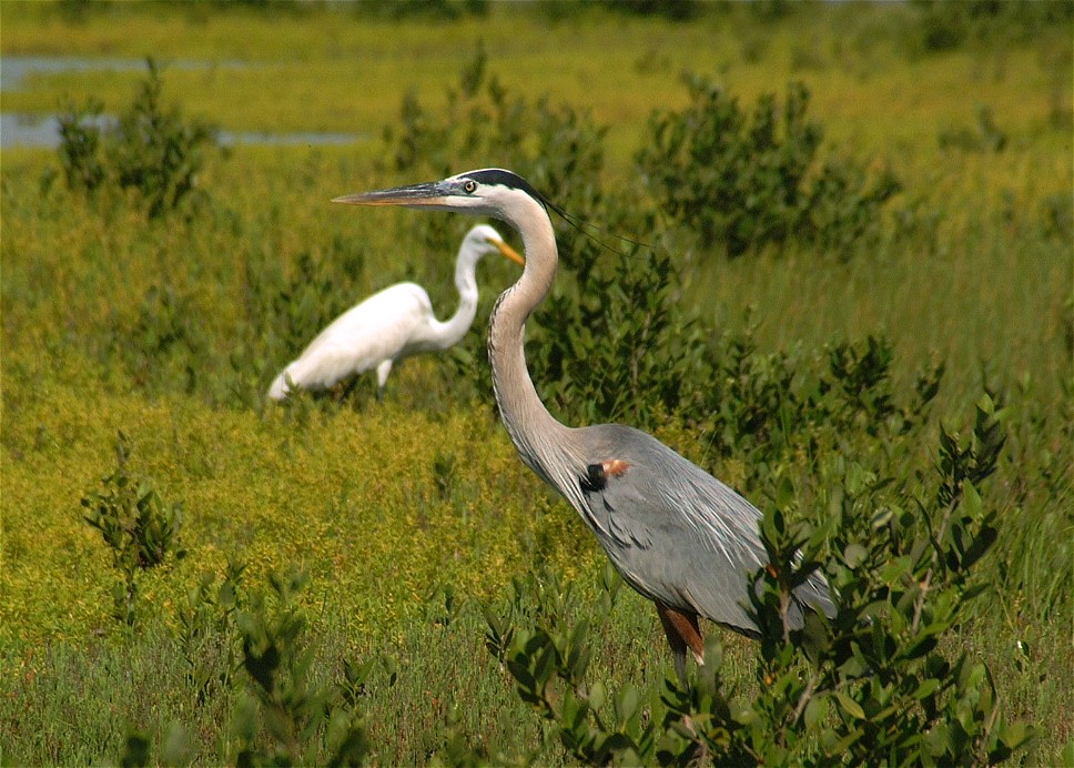 heron-egret-05.jpg   (968x692)   221 Kb                                    Click to display next picture