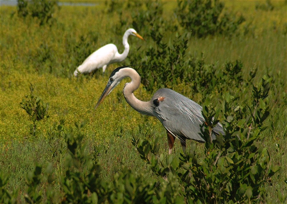 heron-egret-06.jpg   (948x676)   223 Kb                                    Click to display next picture