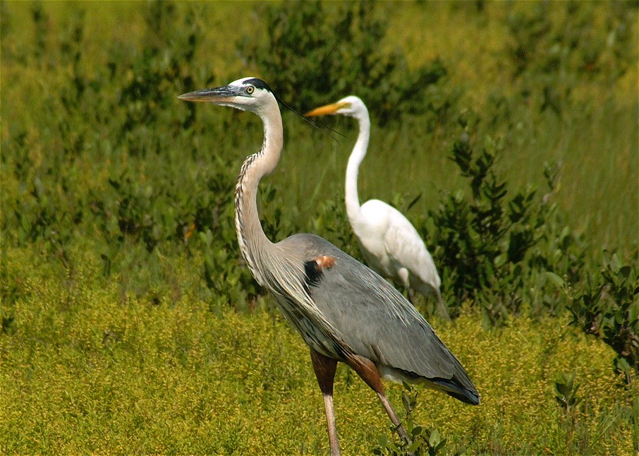 heron-egret-09.jpg   (906x646)   202 Kb                                    Click to display next picture