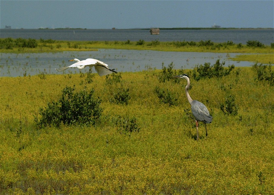heron-egret-11.jpg   (902x642)   217 Kb                                    Click to display next picture