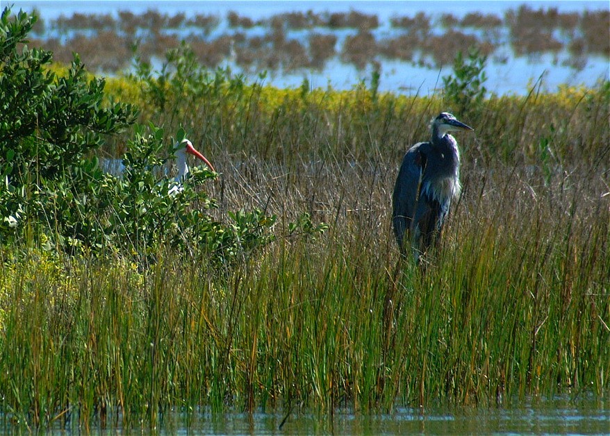 ibis-heron-01.jpg   (878x628)   241 Kb                                    Click to display next picture