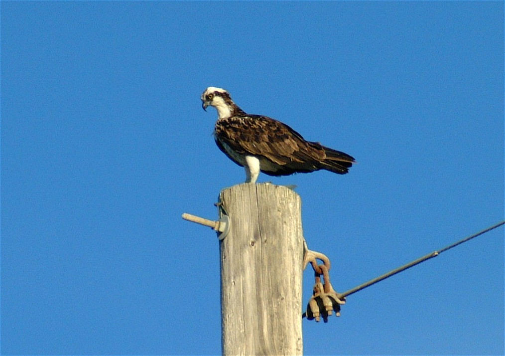 osprey-01.jpg   (1014x714)   143 Kb                                    Click to display next picture