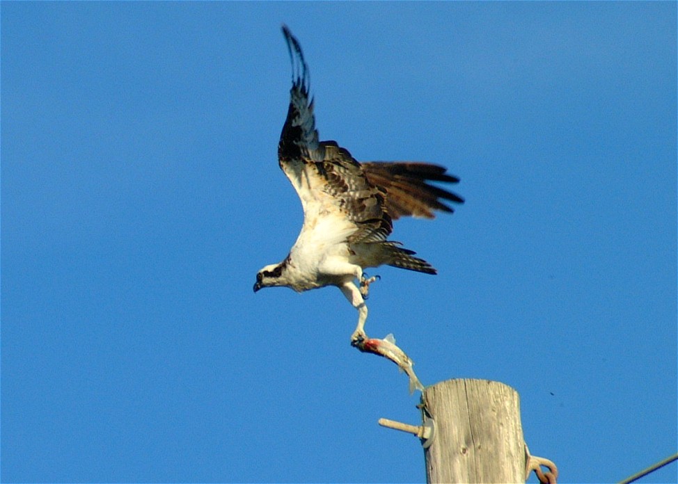 osprey-02.jpg   (974x696)   120 Kb                                    Click to display next picture