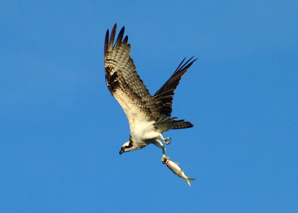 osprey-03.jpg   (994x710)   122 Kb                                    Click to display next picture