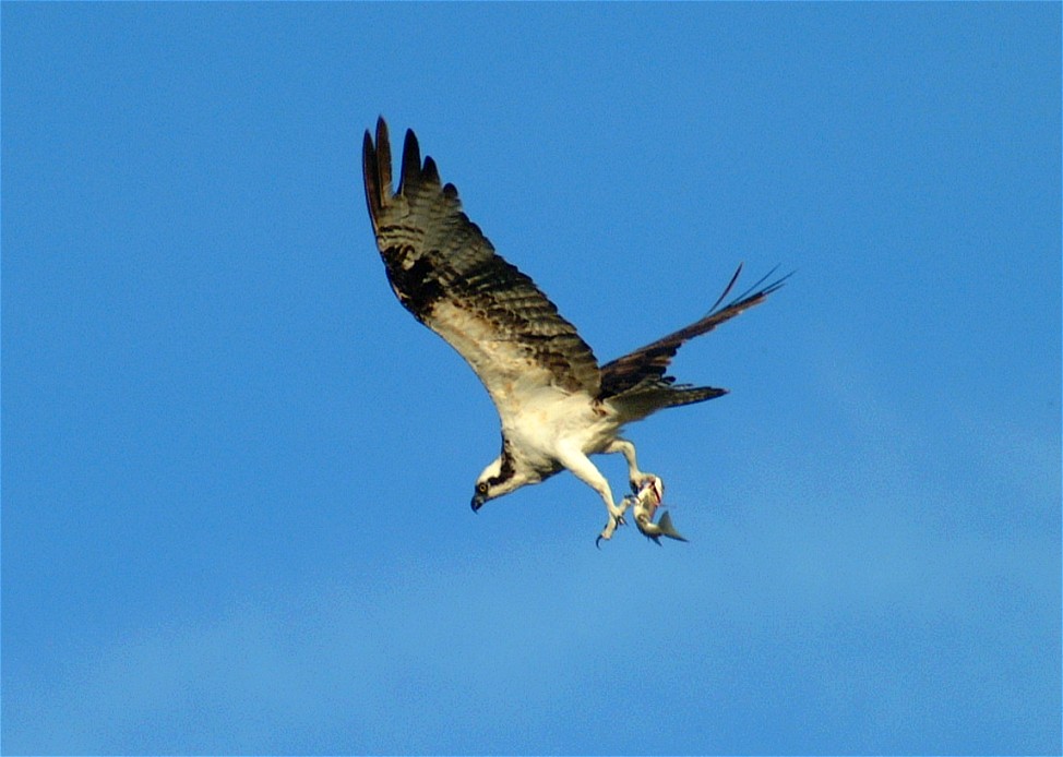 osprey-04.jpg   (974x694)   118 Kb                                    Click to display next picture