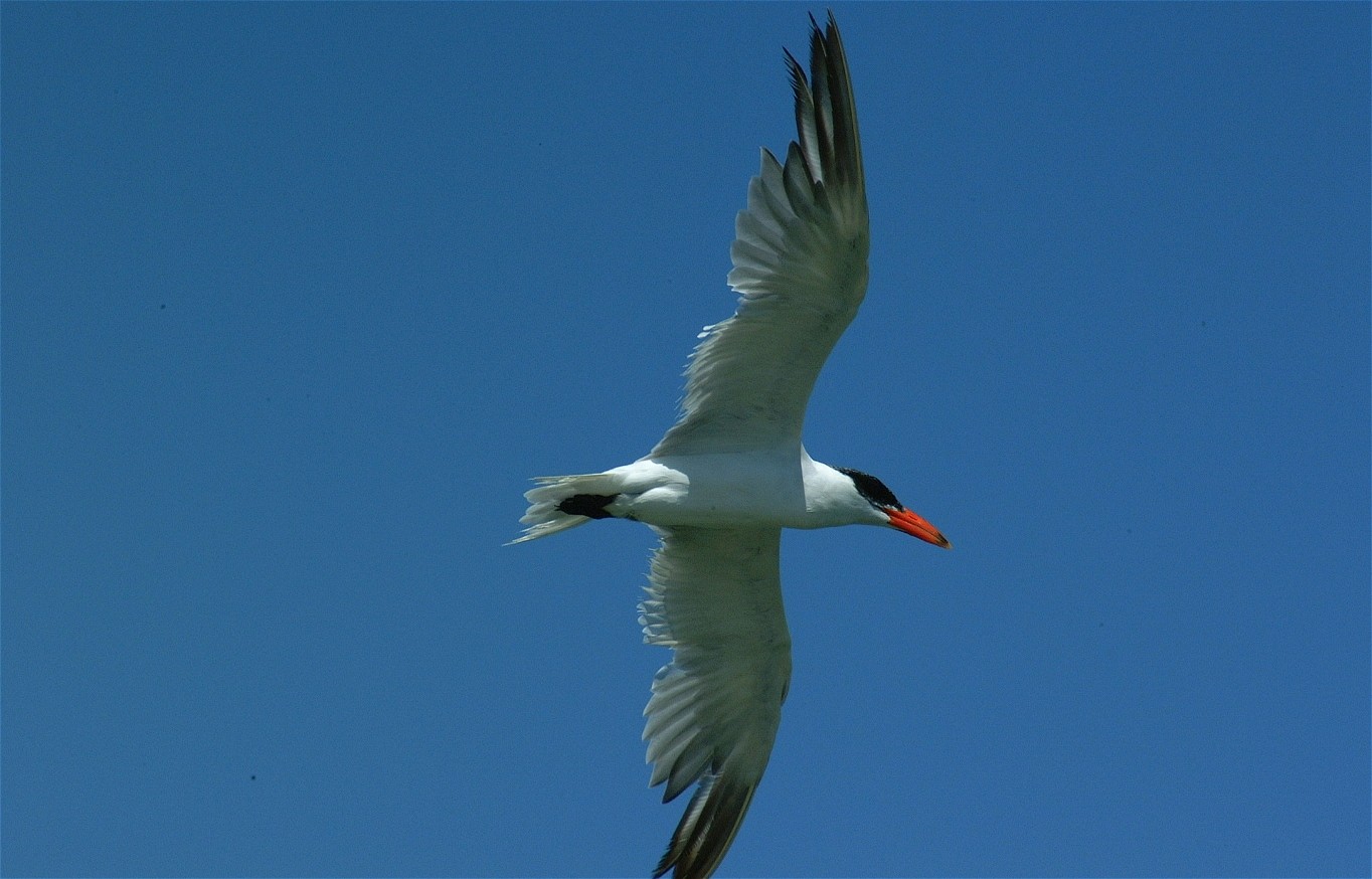 oyster catcher-01.jpg   (1364x874)   209 Kb                                    Click to display next picture