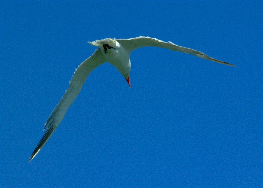 oyster catcher-02.jpg   (890x636)   108 Kb                                    Click to display next picture