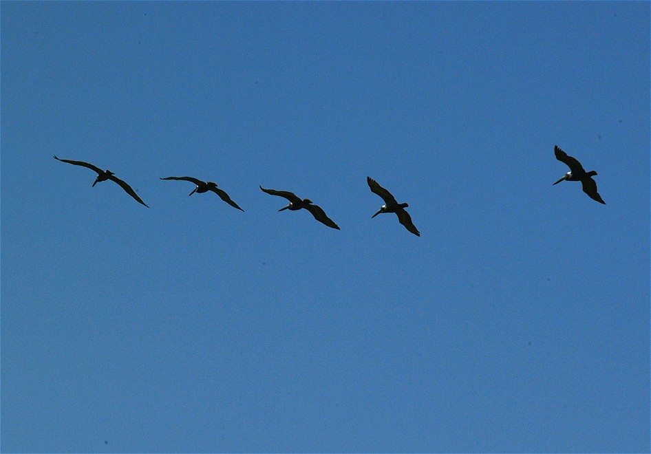 pelican-02.jpg   (946x660)   122 Kb                                    Click to display next picture