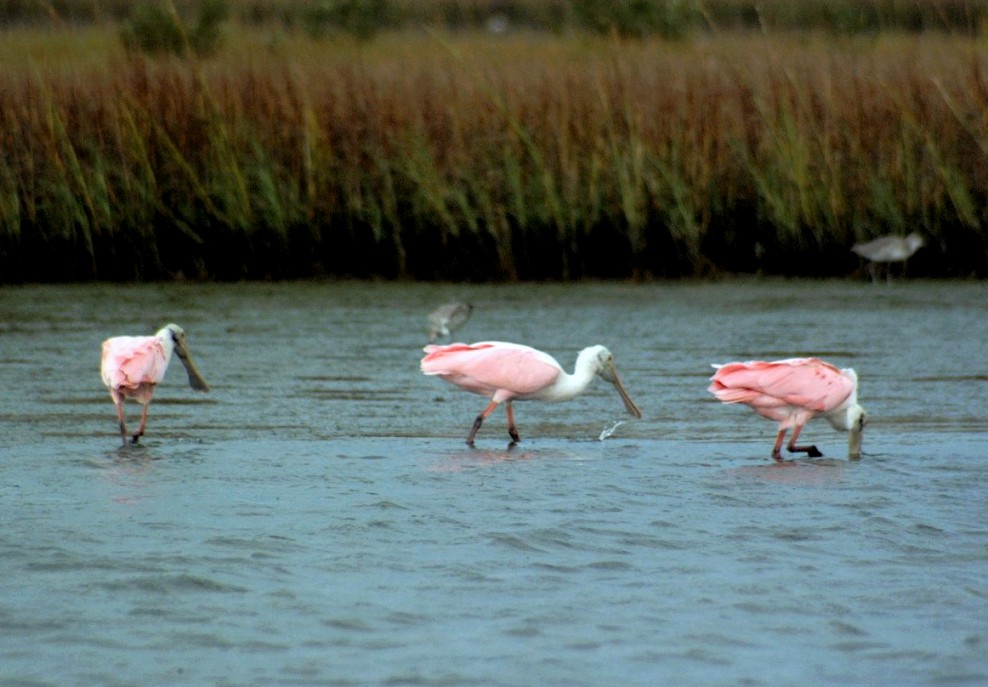 roseatte spoonbill-04.jpg   (988x687)   137 Kb                                    Click to display next picture
