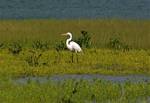 egret-05.jpg    (992x684)    233 KB                              click to see enlarged picture