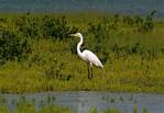egret-06.jpg    (958x660)    233 KB                              click to see enlarged picture