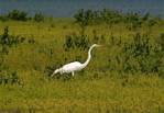 egret-07.jpg    (914x628)    208 KB                              click to see enlarged picture