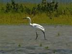 egret-09.jpg    (1016x758)    222 KB                              click to see enlarged picture