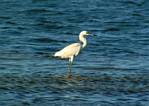 egret-16.jpg    (834x594)    151 KB                              click to see enlarged picture