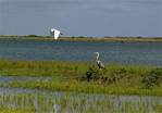 heron-egret-01.jpg    (952x664)    214 KB                              click to see enlarged picture