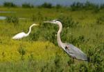 heron-egret-03.jpg    (1084x748)    264 KB                              click to see enlarged picture