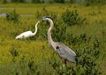 heron-egret-04.jpg    (990x706)    231 KB                              click to see enlarged picture