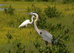 heron-egret-05.jpg    (968x692)    221 KB                              click to see enlarged picture