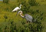 heron-egret-06.jpg    (948x676)    223 KB                              click to see enlarged picture