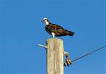 osprey-01.jpg    (1014x714)    143 KB                              click to see enlarged picture