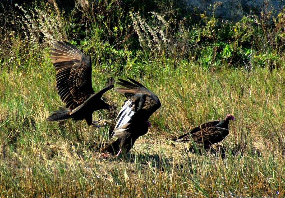 turkey buzzard-02.jpg   (1078x750)   434 Kb                                    Click to display next picture