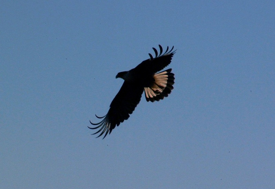 turkey buzzard-03.jpg   (934x642)   92 Kb                                    Click to display next picture