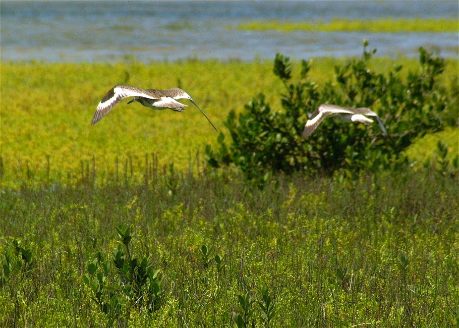 willet-03.jpg   (910x650)   215 Kb                                    Click to display next picture