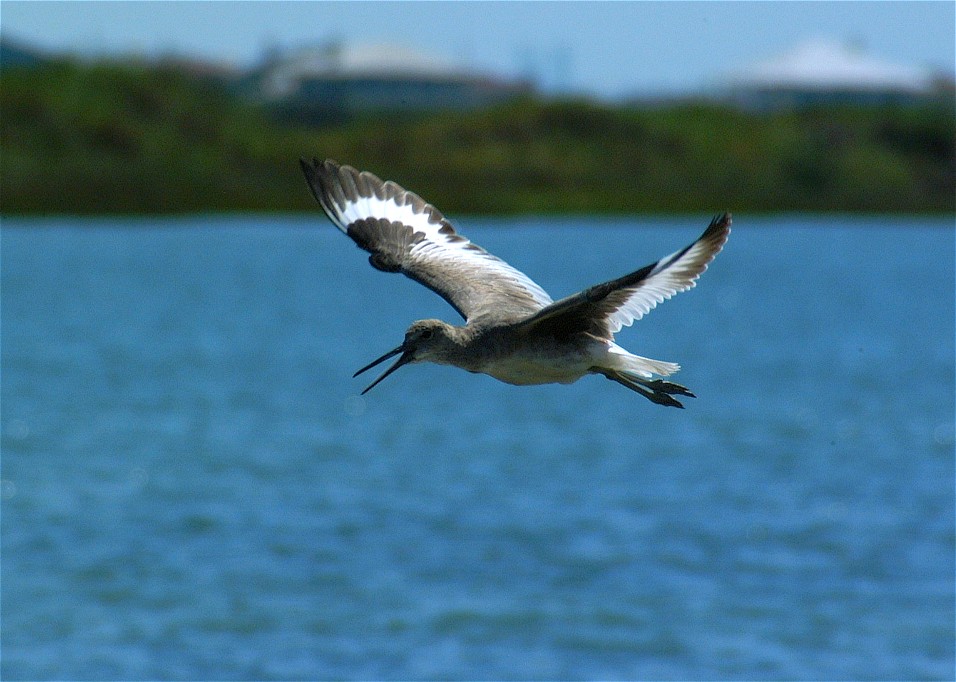 willet-05.jpg   (956x682)   144 Kb                                    Click to display next picture