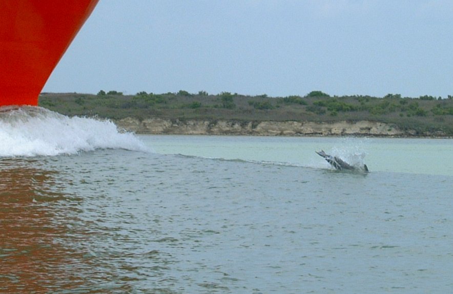 (40) Dscf0410.jpg   (884x573)   78 Kb                                    Click to display next picture