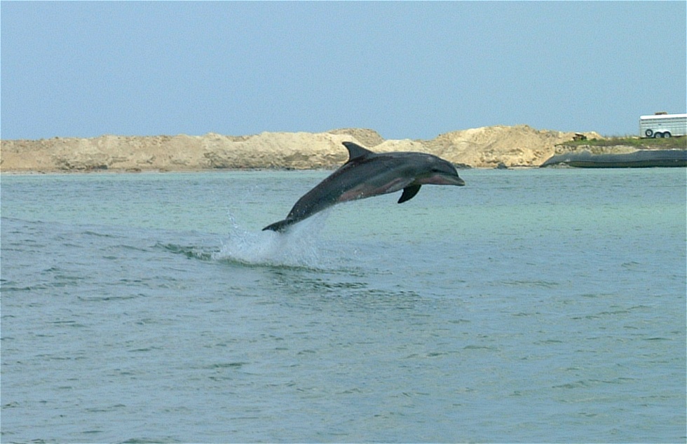 (42) Dscf0413.jpg   (980x634)   196 Kb                                    Click to display next picture