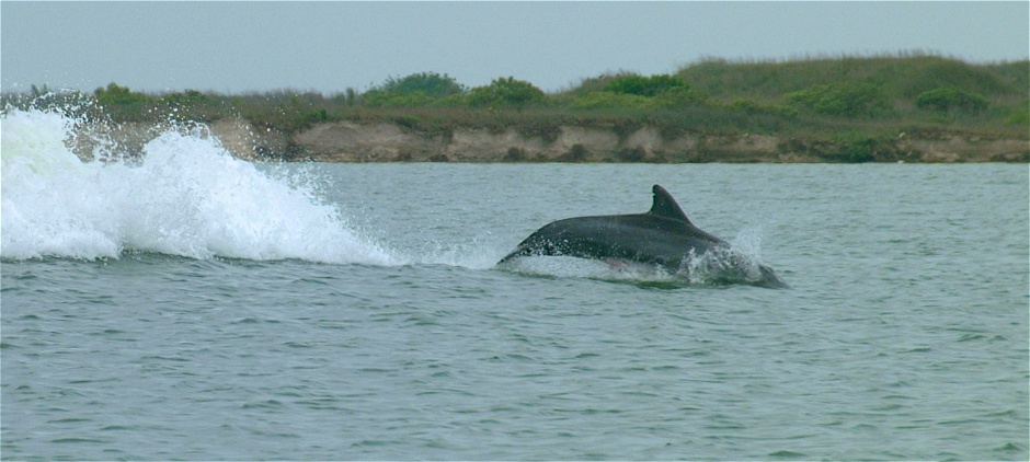 (55) Dscf0108.jpg   (940x422)   134 Kb                                    Click to display next picture