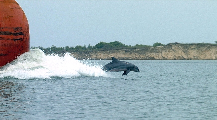 (56) Dscf0110.jpg   (874x484)   176 Kb                                    Click to display next picture