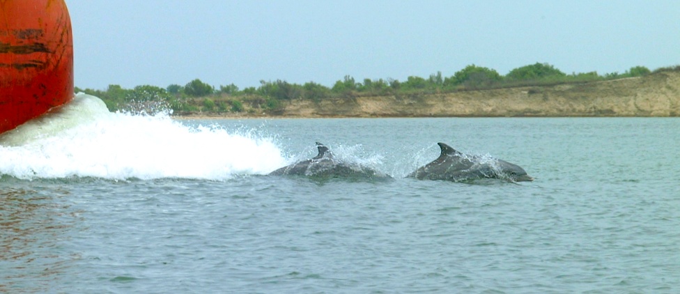 (57) Dscf0111.jpg   (976x422)   124 Kb                                    Click to display next picture