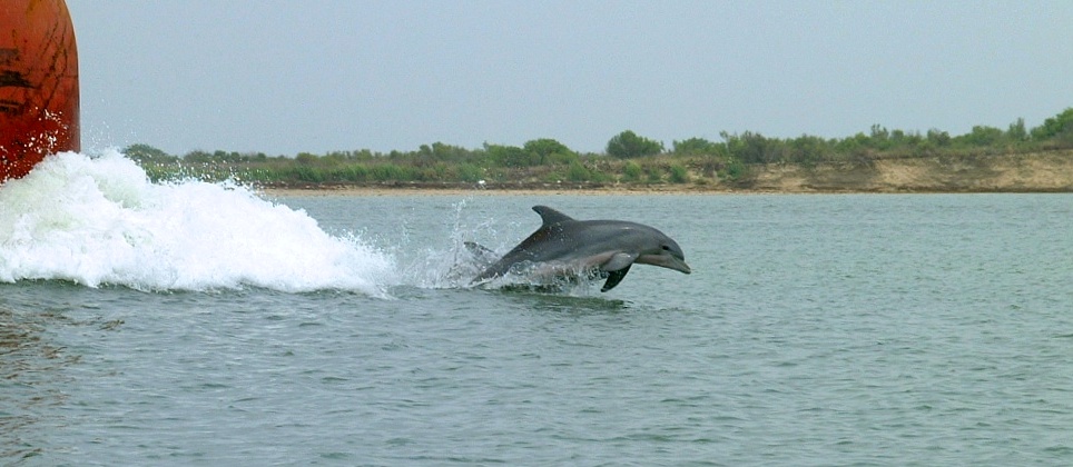 (58) Dscf0112.jpg   (964x420)   140 Kb                                    Click to display next picture